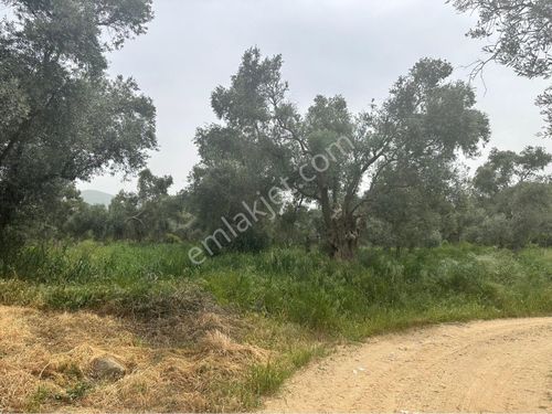 TİRE GÖKÇENDE 1550 m2 KADASTROL YOLA CEPHELİZEYTİNLİK