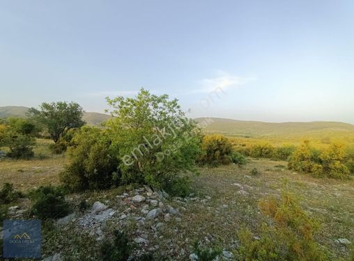 Muğla Akkaya Satılık Yatırımlık Tarla