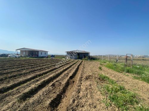  MENDERES TEKELI VE CİLEME ARASINDA 2134 M2 SATILIK TARLA