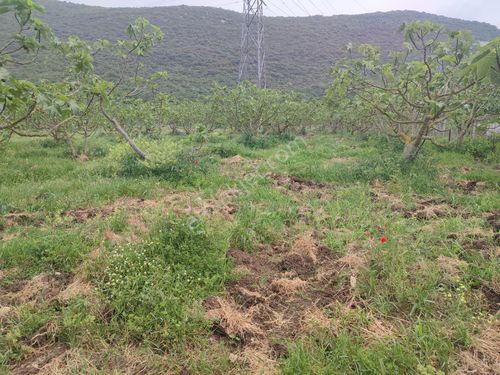  NİLÜFER FADILLI YATIRIMA UYGUN SATILIK TARLA