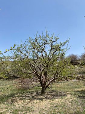 Mut Çivi Yaylasında Bakımlı Elma Bahçesi