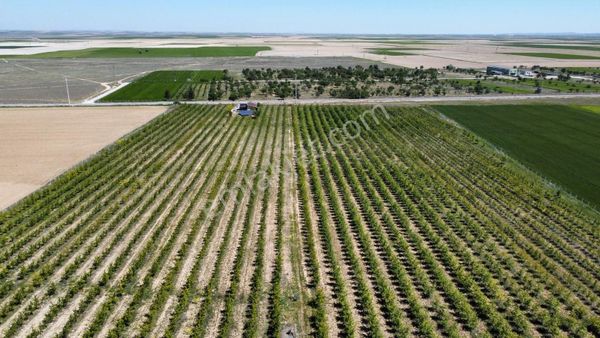 EMLAKYAP'TAN ANKARA YOLU ÜZERİ GÜVENÇ KÖYÜ CİVARI SATILIK ELMA BAHÇE