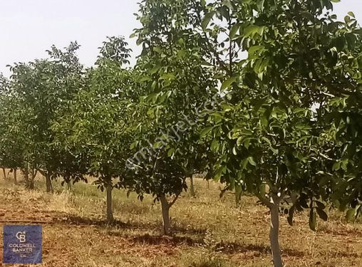 Bandırma'da Yatırımlık Meyve Bahçesi