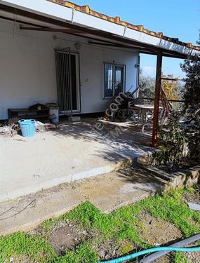 Menderes Akça Köy'de Satılık Zeytinlik Meşe Emlak'tan