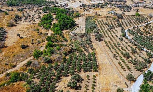 FOÇA KOCAMEHMETLER'DE 333 M2 SATILIK TARLA