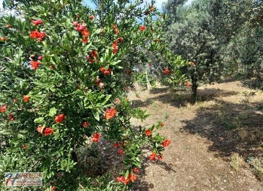 Ciciler Mah%5 İmarlı Manzaralı Yetişkin Zetin Bahçesi Ve Bağ Evi