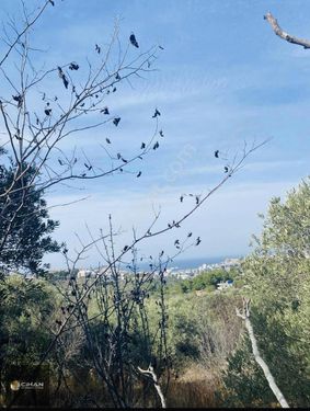 Kuşadası Andız Köy Sofrası Mevki Deniz Manzaralı Tarla