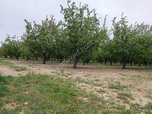 Şarkikaraağaç Camiikebir mahallesi satılık elma bahçesi 