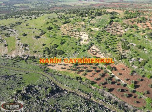 Kilis Polateli YENİYURT Köyünde Zeytin bahçesi