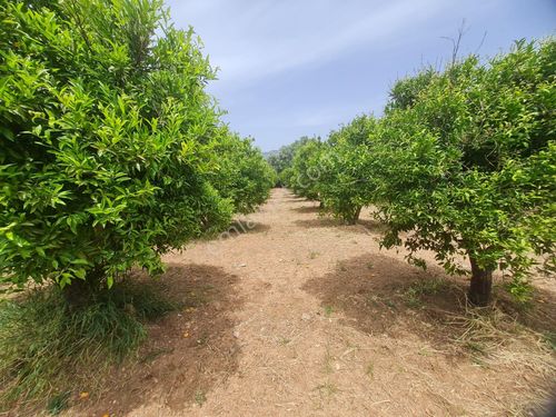  Bodrum Bitez de satılık 4.500 m2 mandalina bahçesi
