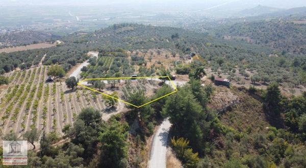 ISABALI'DA RESMİ YOLU MEVCUT ANAYOLA YAKIN 860M2 ZEYİTİN BAHÇESİ