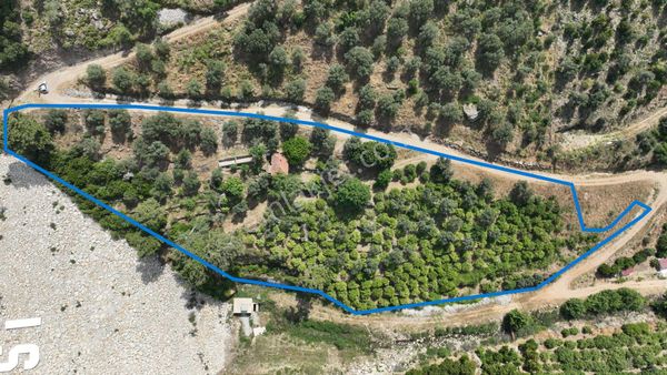  MENDERES GÜMÜLDÜRDE SATILIK 6675 M2 MANDALİNA BAHÇESİ