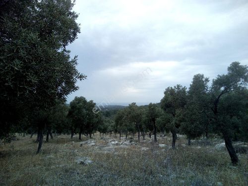 Milas Bozbük Mahallesi'nde deniz manzaralı satılık zeytinlik