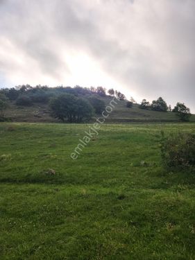 Amasya Suluova Bayırlı Köyü Satılık arazi 6000 m2