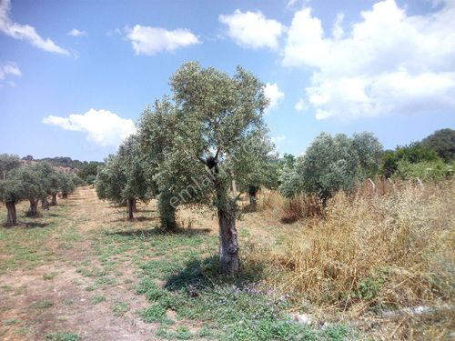 Kazıklı Mahallesi'nde 6400 M2 satılık zeytinli tarla