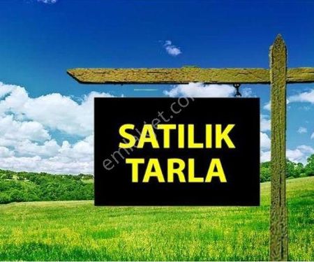 SATILIK TARLA ACIPAYAM AŞAĞI MAHALLE ACISELSAN ALTI 