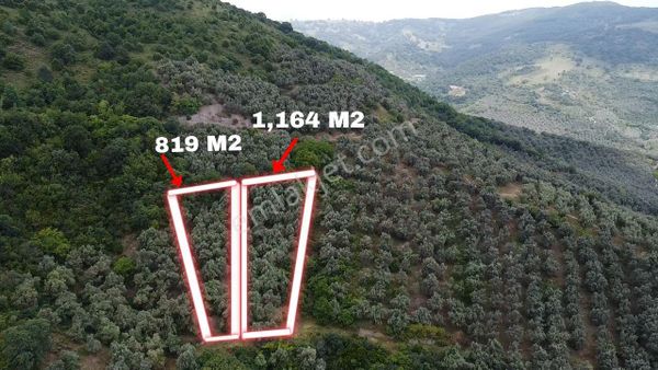 ÇAKIR'LIDA 820 M2 GÖL MANZARALI ZEYTİNLİK 