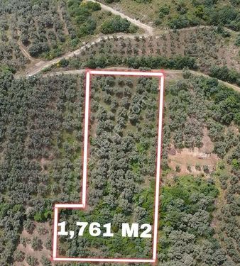 ÇAKIRLI MAHALLESİNDE GÖL MANZARALI YOLU OLAN 1,760 M2 ZEYTİNLİK 