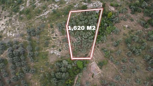 ÇAKIR'LIDA 1,620 M2 ZEYTİNLİK 