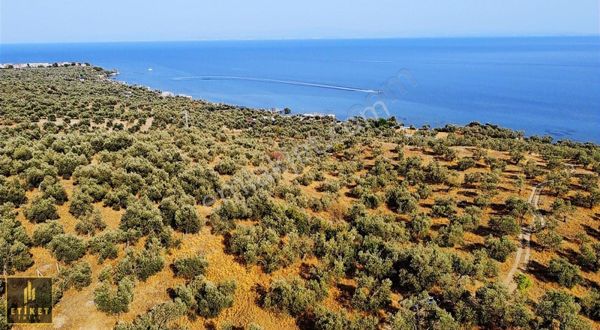 ETİKET'TEN ASSOS YOL ÜZERİ 7.100m² DENİZE 250M MESAFEDE !