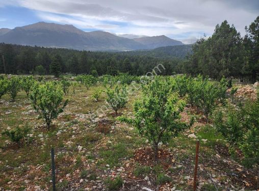 MERSİN TOROSLAR KAVAKLIPINAR MAH.'DE SATILIK ERİK BAHÇESİ