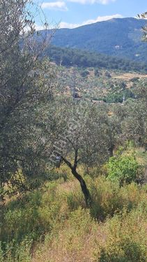 izmir bayındır Kızılca ağaç mahallesinde 4700 m² zeytinlik satılıktır 