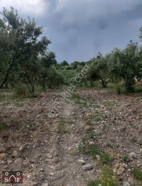 Manisa şehzadeler kale Mahallesi'nde satılık zeytinlik