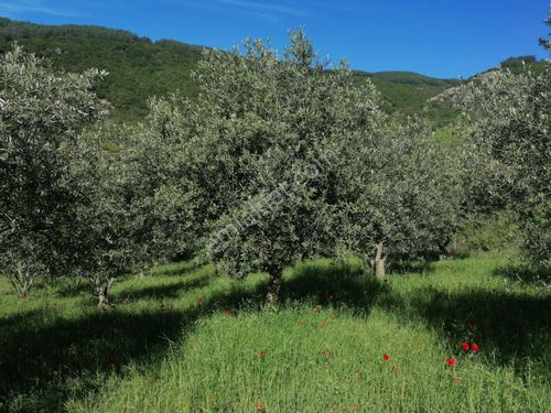   YAĞMUR DAN ŞARKÖY ÇENGELLİ KÖYÜNDE 2,900 METRE  ZEYTİNLİK 