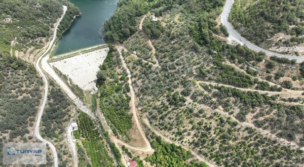 MENDERES GÜMÜLDÜRDE SATILIK 6675 M2 MANDALİNA BAHÇESİ