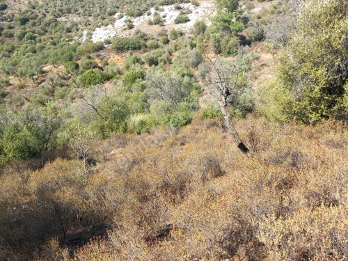  ATÖLYE'DEN BALIKESİR SINDIRGI ŞAPÇI'DA YATIRIMLIK TARLA FIRSATI