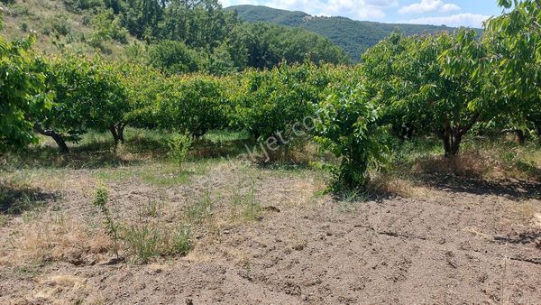 SİNAN EMLAK'TAN TURGUTLU ÇAYIRALAN MAHALLESİNDE 2600 M2 BAHÇE