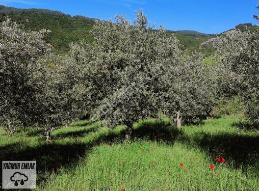 YAĞMUR EMLAKTAN ŞARKÖY ÇENGELLİDE 2,900M ZEYTİNLİK