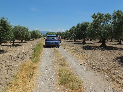  Akhisar Manisa Dayıoğlu Mahallesi Yola Sıfır Konumda 6.840 m2 Arazi