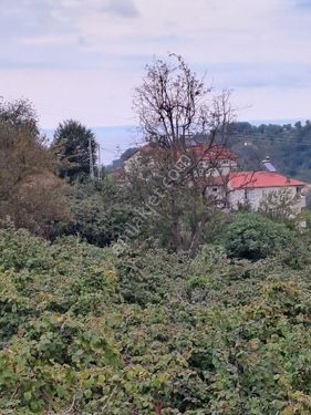 KADIOĞLU EMLAK GİRESUN BOZTEKKE KÖYÜ 1500M2,ANA YOL KENARI SATILIK BAHÇE 