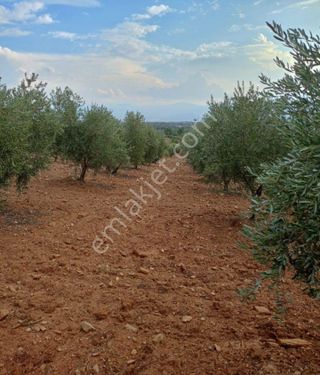 Manisa Salihli İğdeçik Mah 10.765 m2 Satılık ZEYTİNLİK 