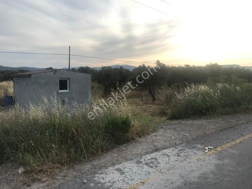 KAPAKLI MAH ASVALT ÜZERİ 5300 M2 ZEYTİNLİK (EMİN'DEN)