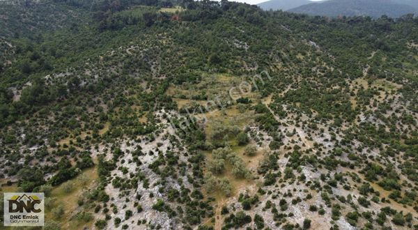 ÇANAKKALE BAYRAMİÇ DALOBA KÖYÜ FIRSAT ZEYTİN TARLASI