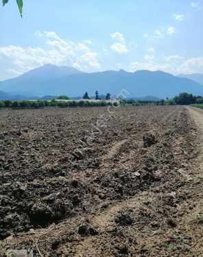 Kiriş Mah denize 1km Uzaklıkta 11 Dönüm tek tapu Yatırımlık Tarla