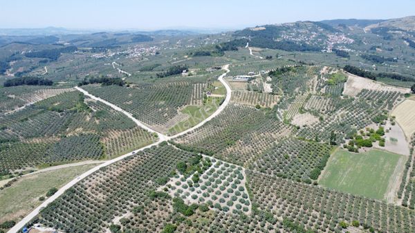  ​BURSA MUDANYA ÇEPNİ KÖYÜNDE ANA YOLA BİR PARSEL KADASTRO YOLUNA CEPHE BAKIM İNCİR TARLASI