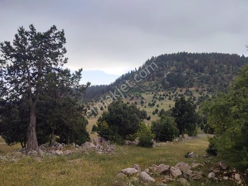  PİNA GAYRİMENKULDEN GÖZNE YAYLA'SINDA DOĞA İLE İÇ İÇE İMARLI ARSA