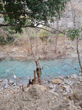  ALANYA KONAKLI SOĞUKPINAR DA SATILIK KARGI ÇAYINA SIFIR BAHÇE