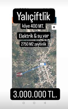  Trilye Yalıçiftlik Köye 400 mt. mesafede 2750 m2 zeytinlik