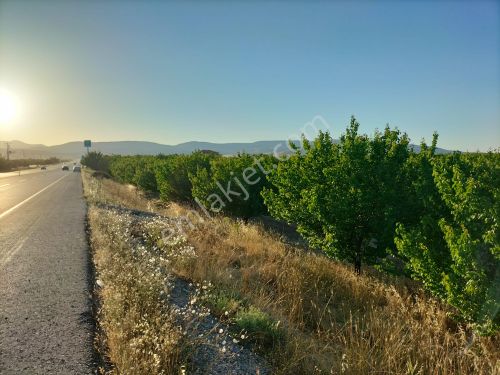  CB SAFİR'dn MALATYA-KAYSERİ YOLU ÜZERİNDE SATILIK KAYISI BAHÇESİ