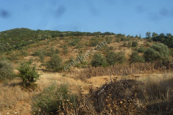 İzmir Torbalı Gold Emlaktan Tirede Satılık Tarla