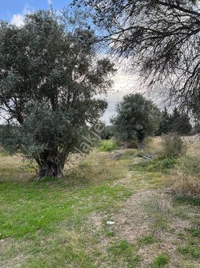 Cadde Emlak'tan Kızlan'da Yolu Olan Yatırımlık Tarla