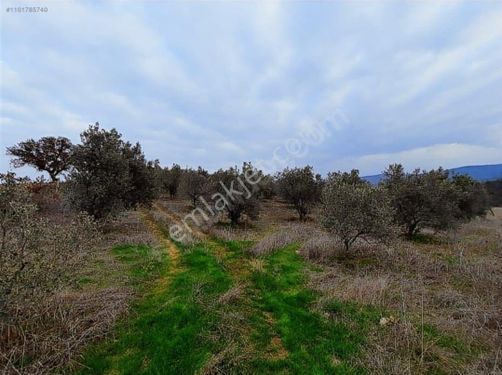 Manisa Gördes Malkoca Satılık Zeytinlik