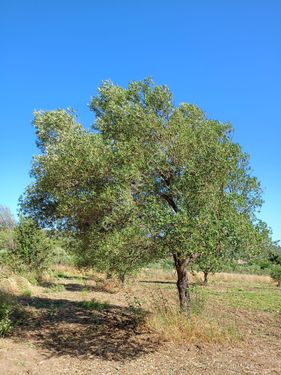 koyuneli mahallesinde satılık zeytinlik düz arazi