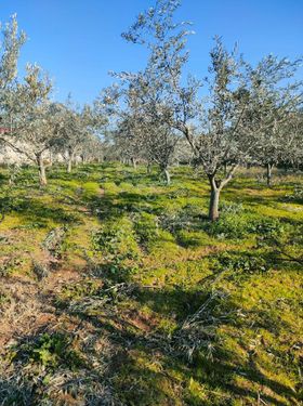 izmir Ödemiş'te yatırım Amaçlı 2 kat imarlı zeytinlik arsa