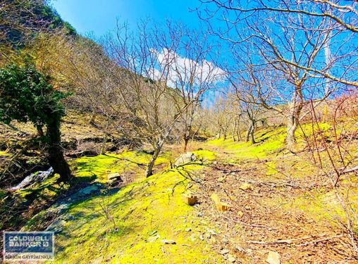 İZMİR BERGAMA'DA KAYNAK SUYU OLAN 1570 M2 KELEPİR CEVİZ BAHCESİ