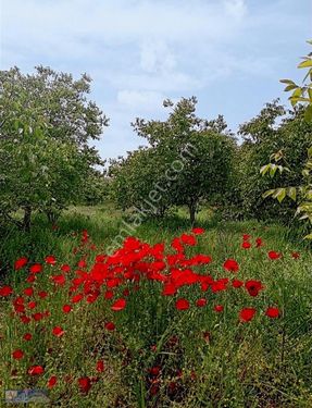 DOĞANŞEHİR POLATLI,DA 33 DÖNÜM SATILIK BAHÇE VE ARAZİ